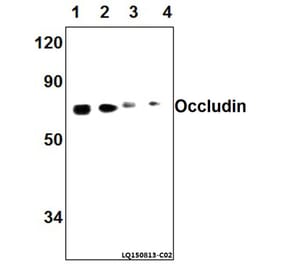 Anti-Occludin (A23) Antibody from Bioworld Technology (AP0765) - Antibodies.com
