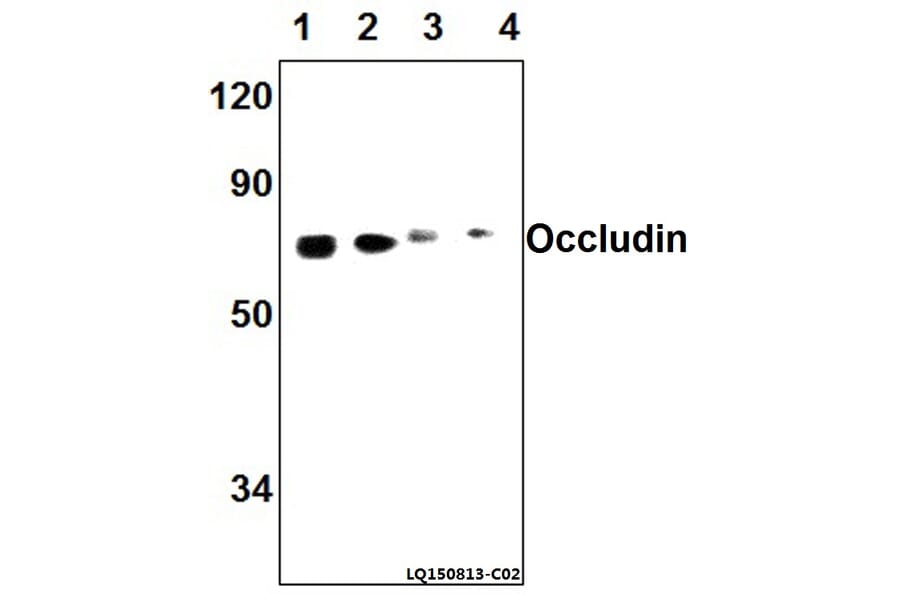Anti-Occludin (A23) Antibody from Bioworld Technology (AP0765) - Antibodies.com