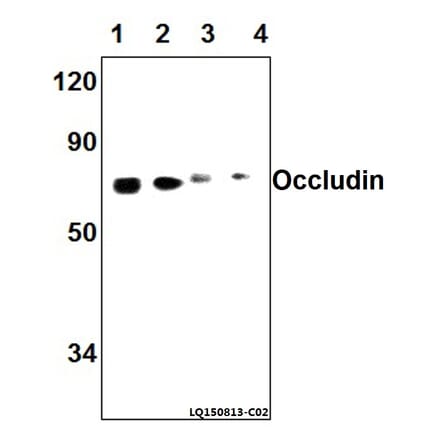 Anti-Occludin (A23) Antibody from Bioworld Technology (AP0765) - Antibodies.com