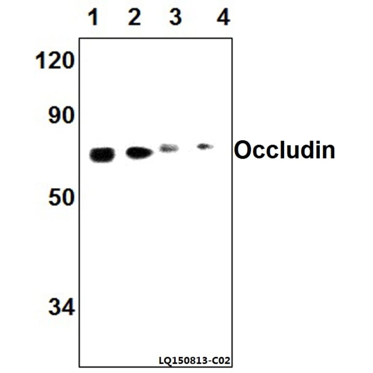 Anti-Occludin (A23) Antibody from Bioworld Technology (AP0765) - Antibodies.com
