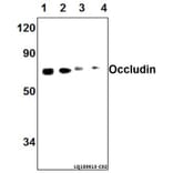 Anti-Occludin (A23) Antibody from Bioworld Technology (AP0765) - Antibodies.com