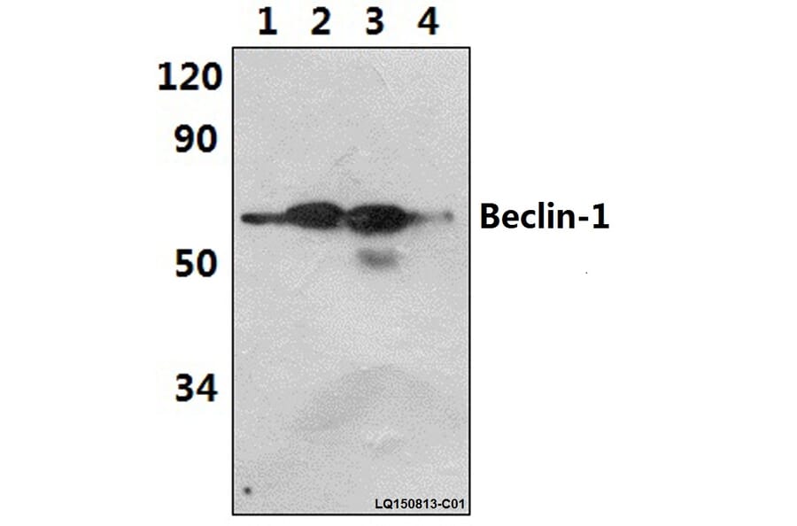 Anti-Beclin 1 (R238) Antibody from Bioworld Technology (AP0769) - Antibodies.com