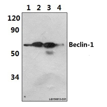 Anti-Beclin 1 (R238) Antibody from Bioworld Technology (AP0769) - Antibodies.com