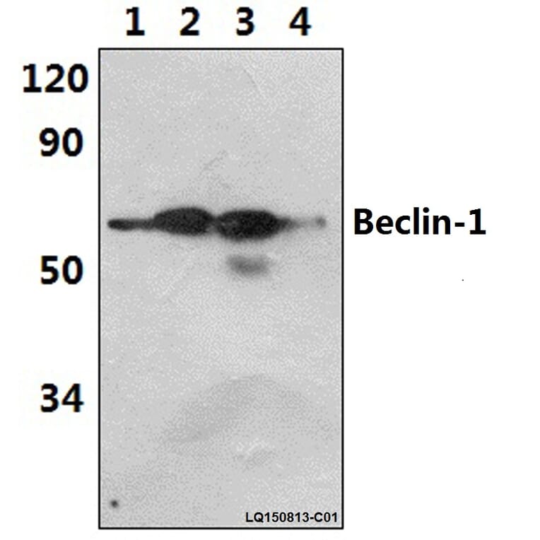 Anti-Beclin 1 (R238) Antibody from Bioworld Technology (AP0769) - Antibodies.com