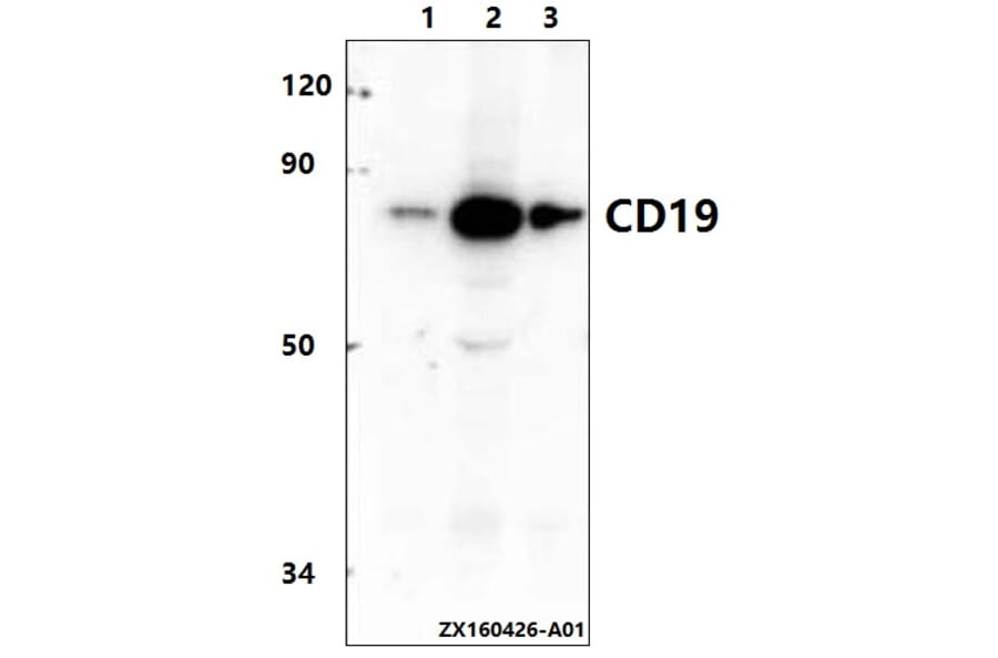 Anti-CD19 (D424) Antibody from Bioworld Technology (AP0792) - Antibodies.com