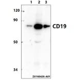 Anti-CD19 (D424) Antibody from Bioworld Technology (AP0792) - Antibodies.com