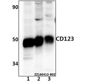 Anti-CD123 (S47) Antibody from Bioworld Technology (AP0796) - Antibodies.com