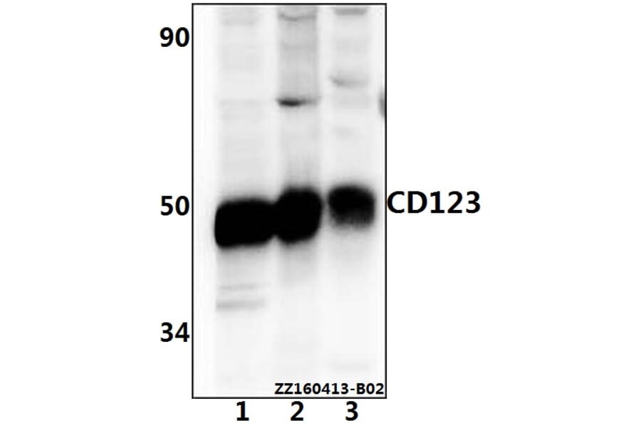 Anti-CD123 (S47) Antibody from Bioworld Technology (AP0796) - Antibodies.com