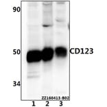 Anti-CD123 (S47) Antibody from Bioworld Technology (AP0796) - Antibodies.com