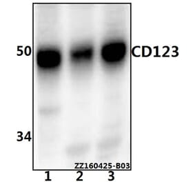 Anti-CD123 (Q192) Antibody from Bioworld Technology (AP0797) - Antibodies.com