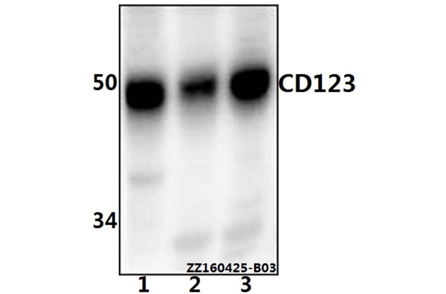 Anti-CD123 (Q192) Antibody from Bioworld Technology (AP0797) - Antibodies.com