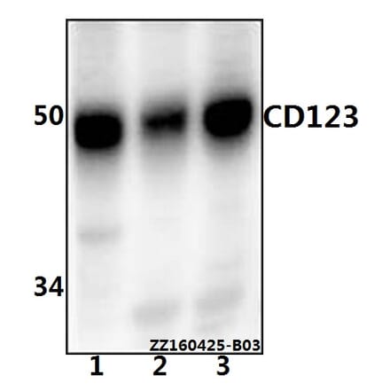 Anti-CD123 (Q192) Antibody from Bioworld Technology (AP0797) - Antibodies.com