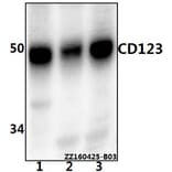 Anti-CD123 (Q192) Antibody from Bioworld Technology (AP0797) - Antibodies.com