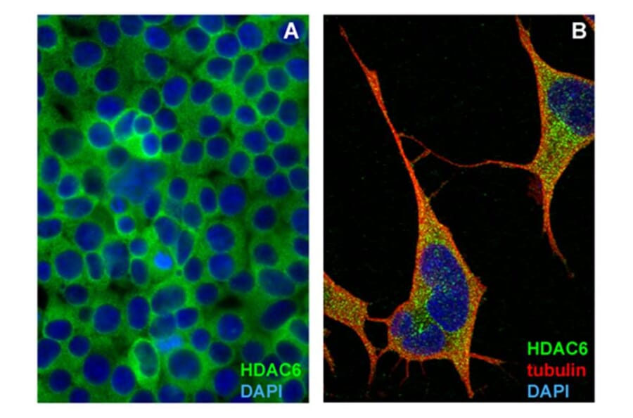 ICC - Anti-HDAC6 Antibody [159] (A242877)