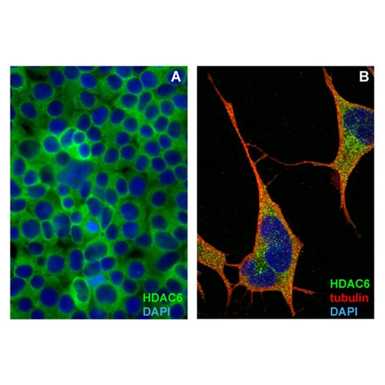 ICC - Anti-HDAC6 Antibody [159] (A242877)
