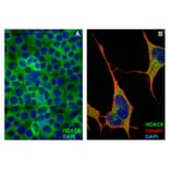 ICC - Anti-HDAC6 Antibody [159] (A242877)