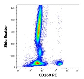 Flow Cytometry - Anti-BAFF-R Antibody [11C1] (PE) (A242910)