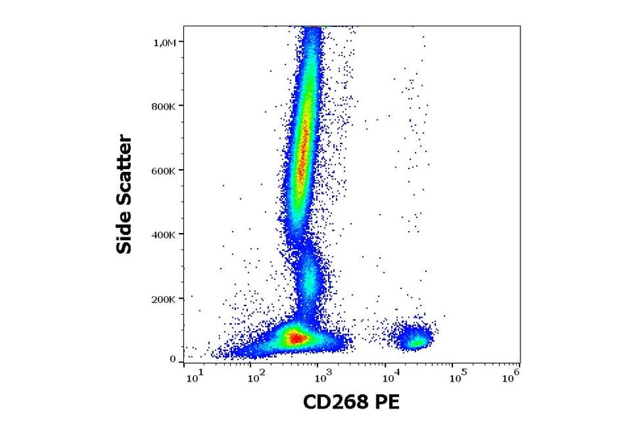 Flow Cytometry - Anti-BAFF-R Antibody [11C1] (PE) (A242910)
