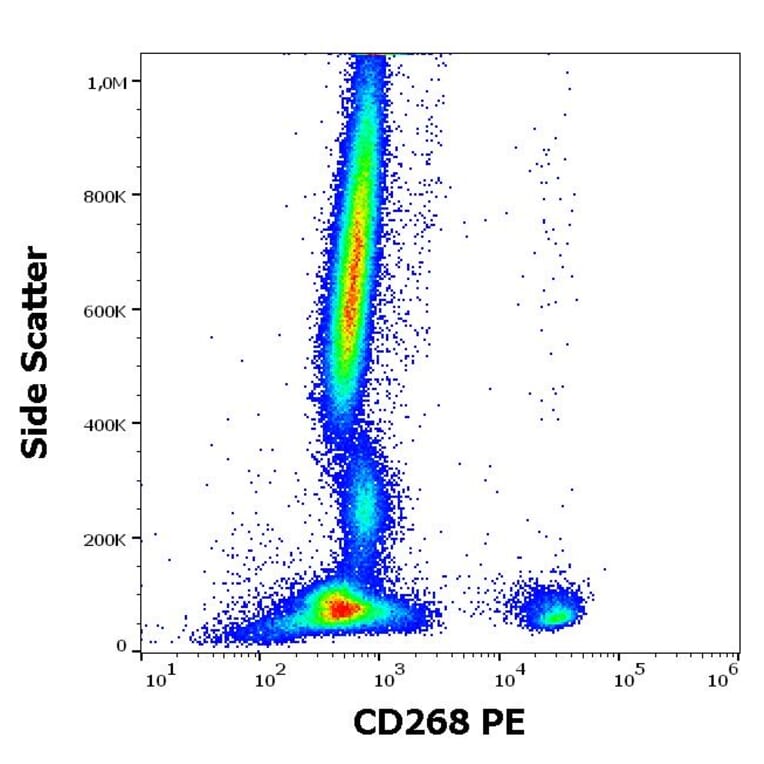 Flow Cytometry - Anti-BAFF-R Antibody [11C1] (PE) (A242910)
