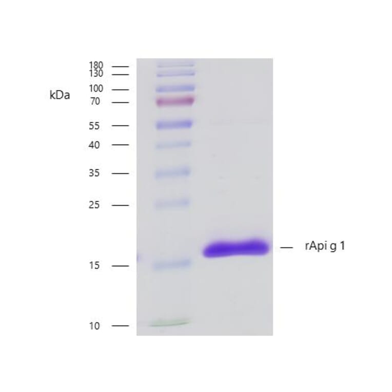 SDS-PAGE - Recombinant Api g 1 (1.0101) Protein (A242913) - Antibodies.com