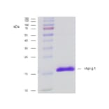 SDS-PAGE - Recombinant Api g 1 (1.0101) Protein (A242913) - Antibodies.com