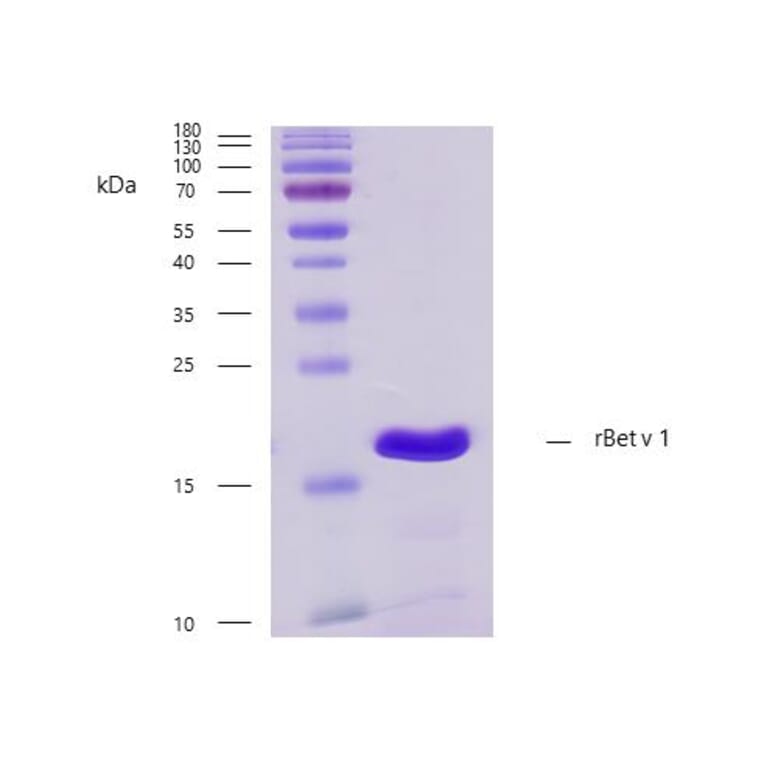 SDS-PAGE - Recombinant Bet v 1 (1.0101) Protein (A242914) - Antibodies.com