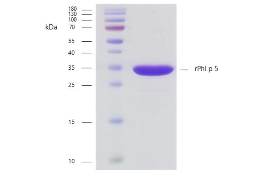 SDS-PAGE - Recombinant Phl p 5 (5.0101) Protein (A242915) - Antibodies.com