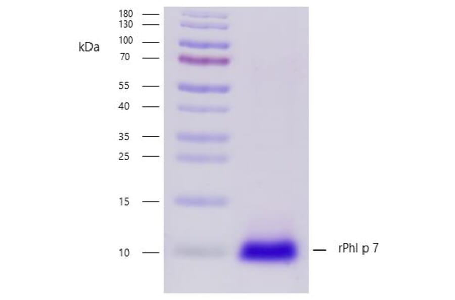 SDS-PAGE - Recombinant Phl p 7 (7.0101) Protein (A242916) - Antibodies.com