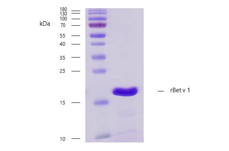 Flow Cytometry - Recombinant Bet v 2 (2.0101) Protein (A242917) - Antibodies.com