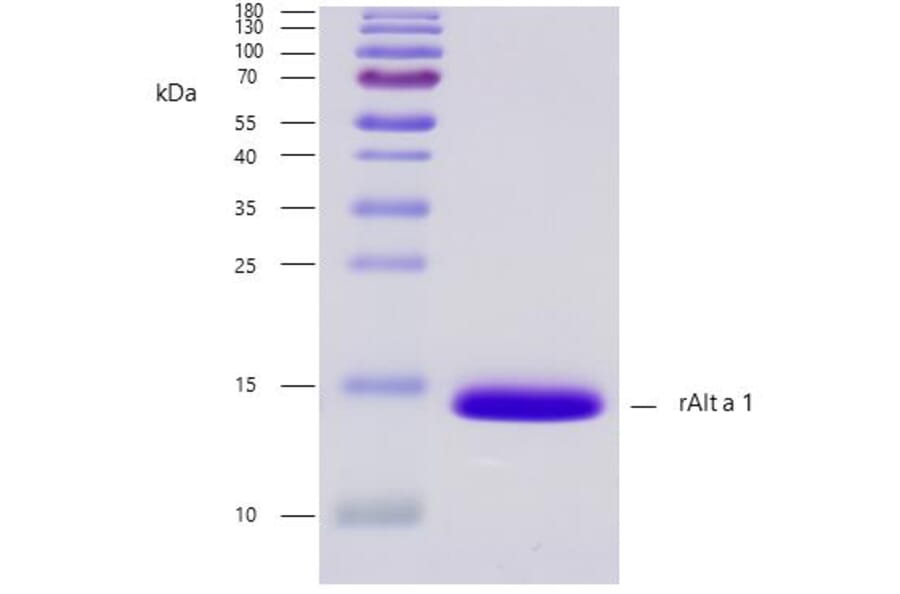 SDS-PAGE - Recombinant Alt a 1 (1.0101) Protein (A242918) - Antibodies.com