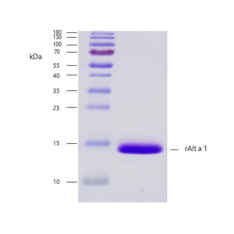 SDS-PAGE - Recombinant Alt a 1 (1.0101) Protein (A242918) - Antibodies.com