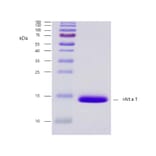 SDS-PAGE - Recombinant Alt a 1 (1.0101) Protein (A242918) - Antibodies.com