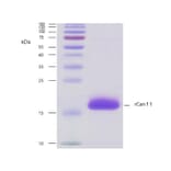 SDS-PAGE - Recombinant Can f 1 (1.0101) Protein (A242919) - Antibodies.com