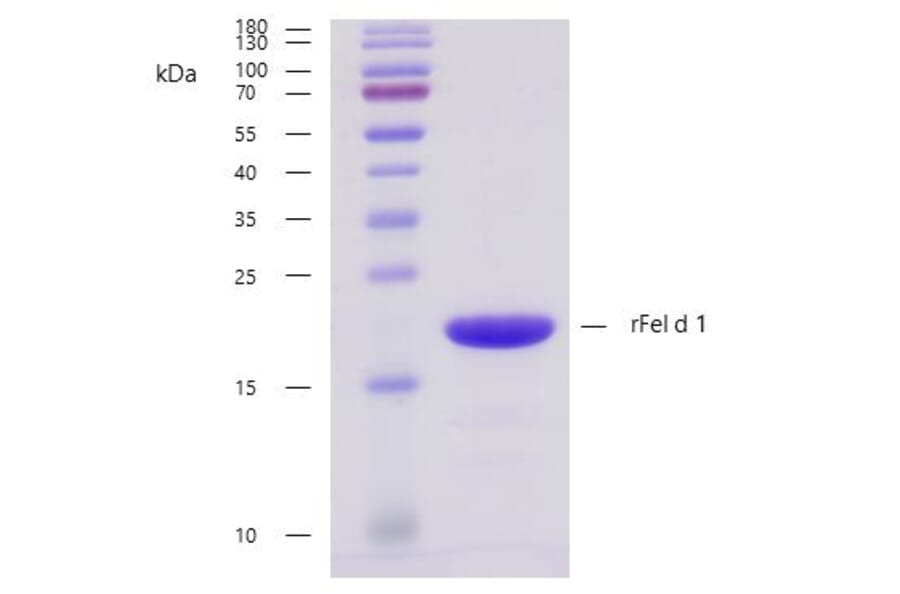SDS-PAGE - Recombinant Fel d 1 (1.0101) Protein (A242920) - Antibodies.com
