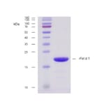 SDS-PAGE - Recombinant Fel d 1 (1.0101) Protein (A242920) - Antibodies.com