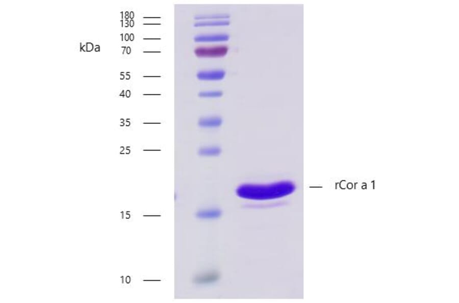 SDS-PAGE - Recombinant Cor a 1 (1.0401) Protein (A242921) - Antibodies.com