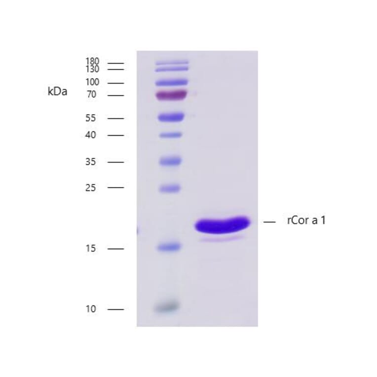 SDS-PAGE - Recombinant Cor a 1 (1.0401) Protein (A242921) - Antibodies.com