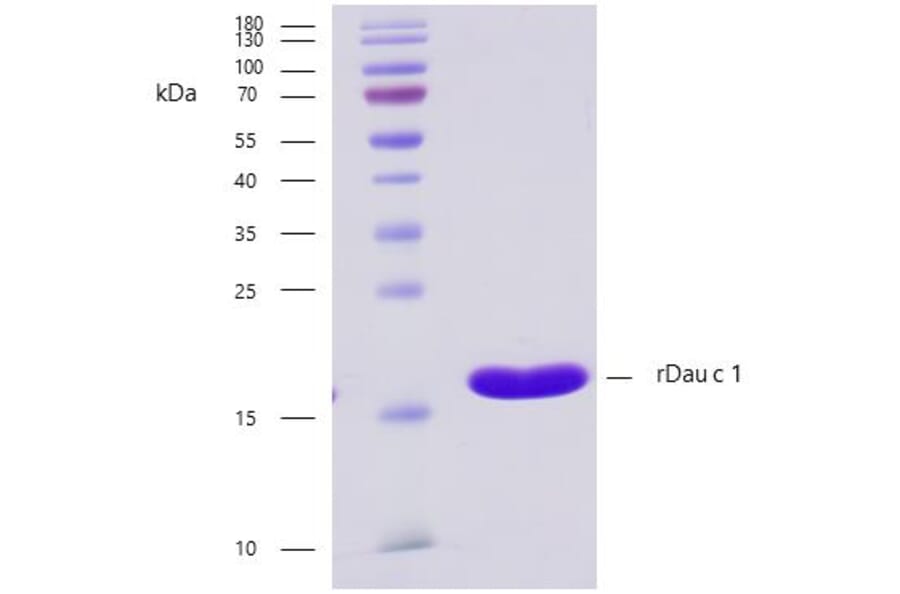 SDS-PAGE - Recombinant Dau c 1 (1.0101) Protein (A242922) - Antibodies.com