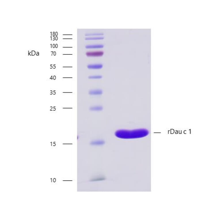 SDS-PAGE - Recombinant Dau c 1 (1.0101) Protein (A242922) - Antibodies.com