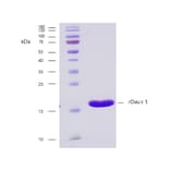 SDS-PAGE - Recombinant Dau c 1 (1.0101) Protein (A242922) - Antibodies.com