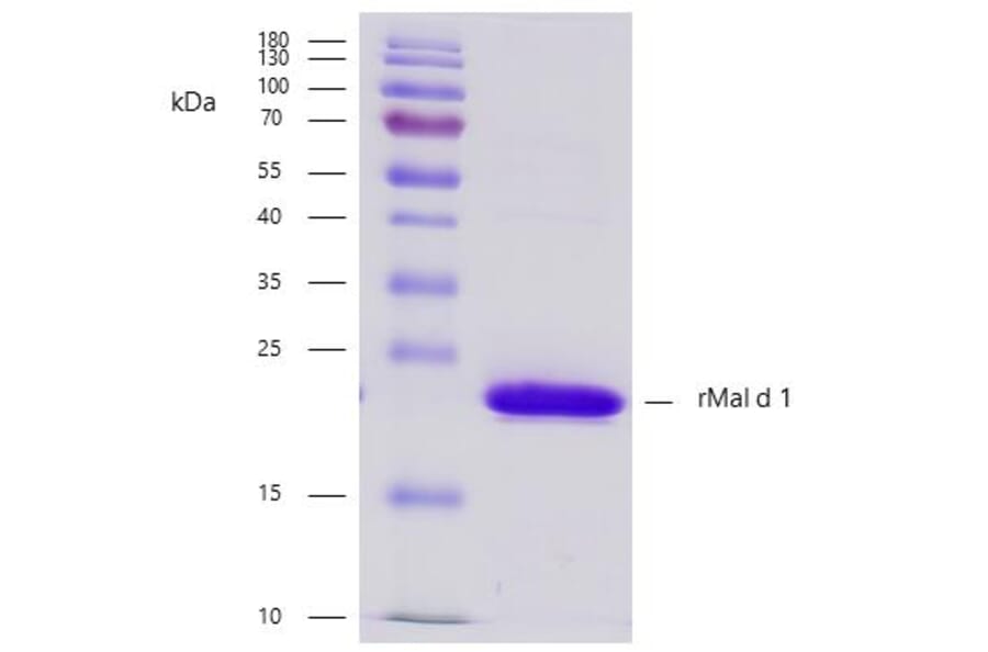 SDS-PAGE - Recombinant Mal d 1 (1.0101) Protein (A242923) - Antibodies.com