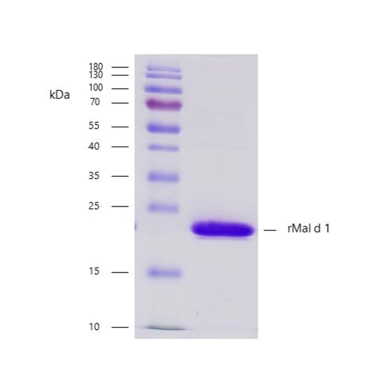 SDS-PAGE - Recombinant Mal d 1 (1.0101) Protein (A242923) - Antibodies.com