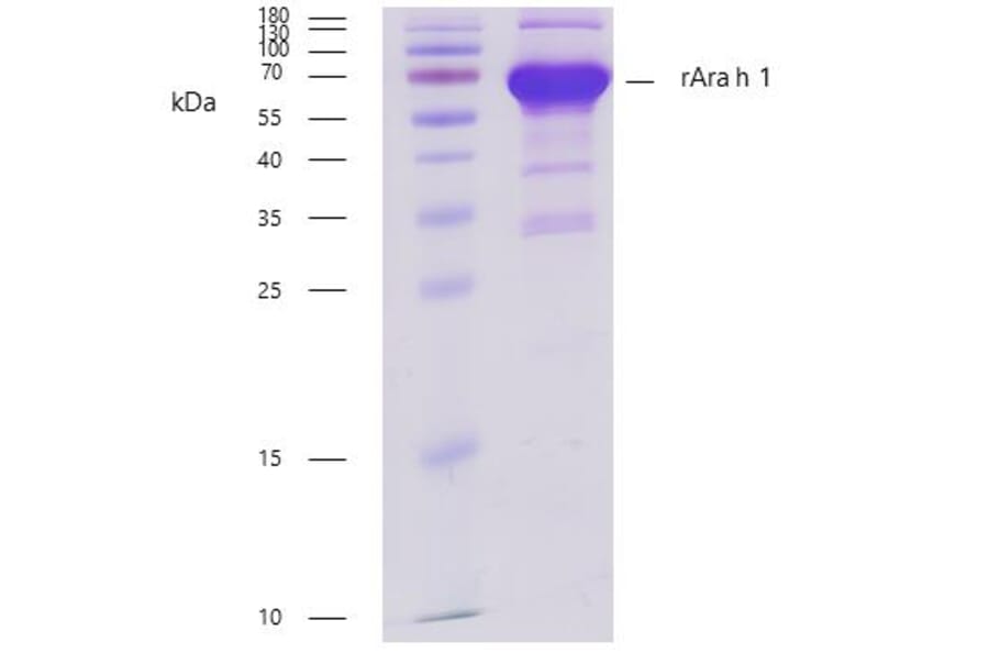 SDS-PAGE - Recombinant Ara h 1 (1.0101) Protein (A242924) - Antibodies.com