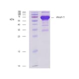 SDS-PAGE - Recombinant Ara h 1 (1.0101) Protein (A242924) - Antibodies.com