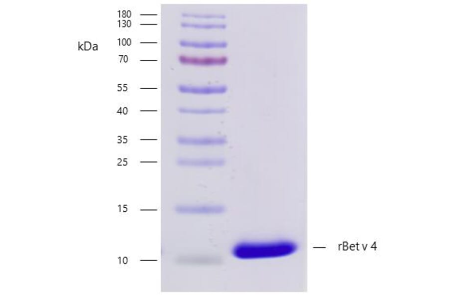 SDS-PAGE - Recombinant Bet v 4 (4.0101) Protein (A242924) - Antibodies.com