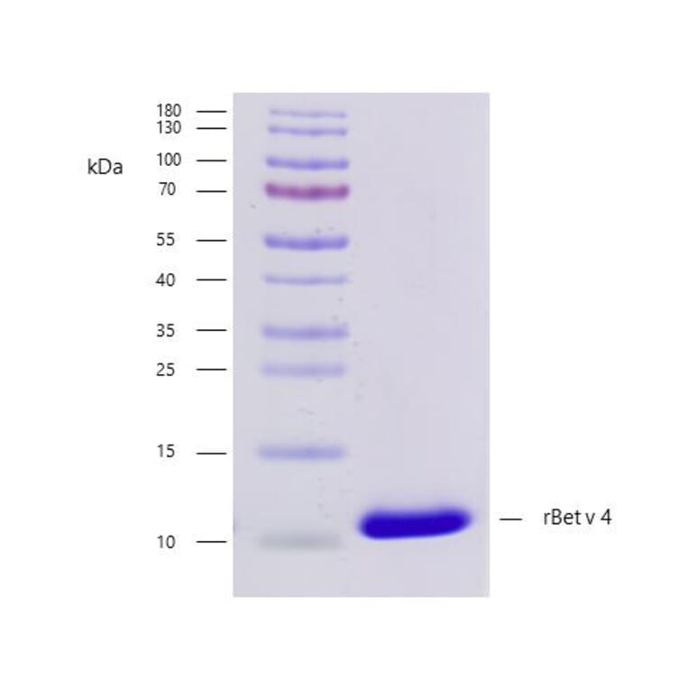 SDS-PAGE - Recombinant Bet v 4 (4.0101) Protein (A242924) - Antibodies.com