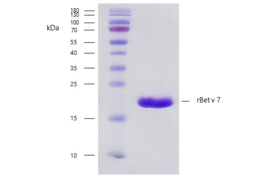 SDS-PAGE - Recombinant Bet v 7 (7.0101) Protein (A242926) - Antibodies.com