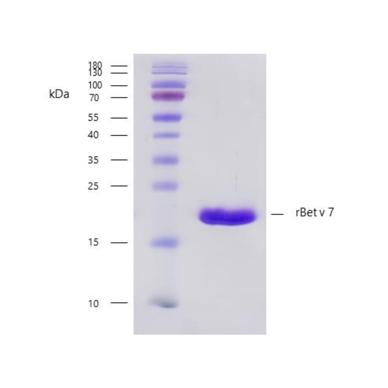 SDS-PAGE - Recombinant Bet v 7 (7.0101) Protein (A242926) - Antibodies.com