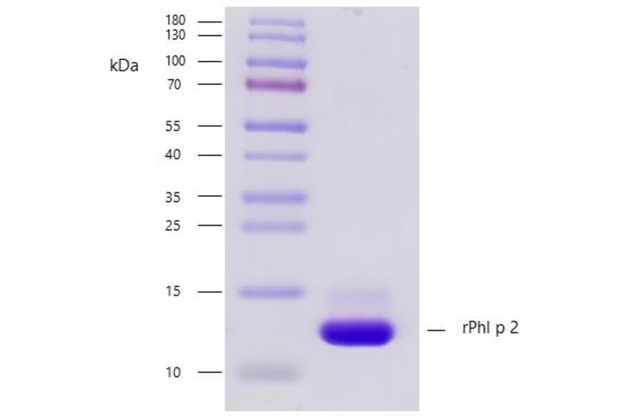 SDS-PAGE - Recombinant Phl p 2 (2.0101) Protein (A242927) - Antibodies.com