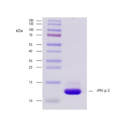 SDS-PAGE - Recombinant Phl p 2 (2.0101) Protein (A242927) - Antibodies.com